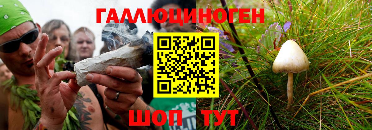 Галлюциногенные грибы Psilocybine cubensis  Псилоцибиновые грибы Psilocybine cubensis  Вход с VPN  что такое наркотик  Артём 