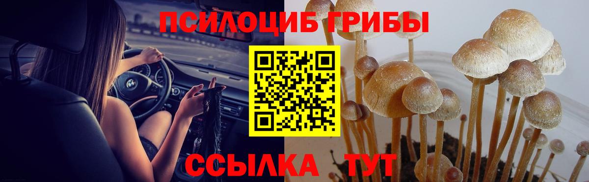 Псилоцибиновые грибы Psilocybe Артём